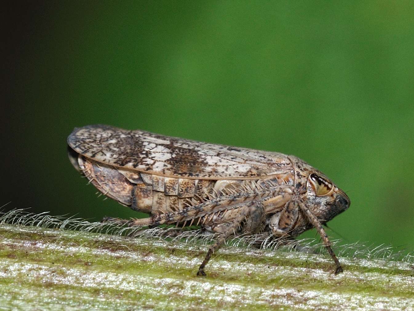 Deltocephalinae - Selenocephalus sp.